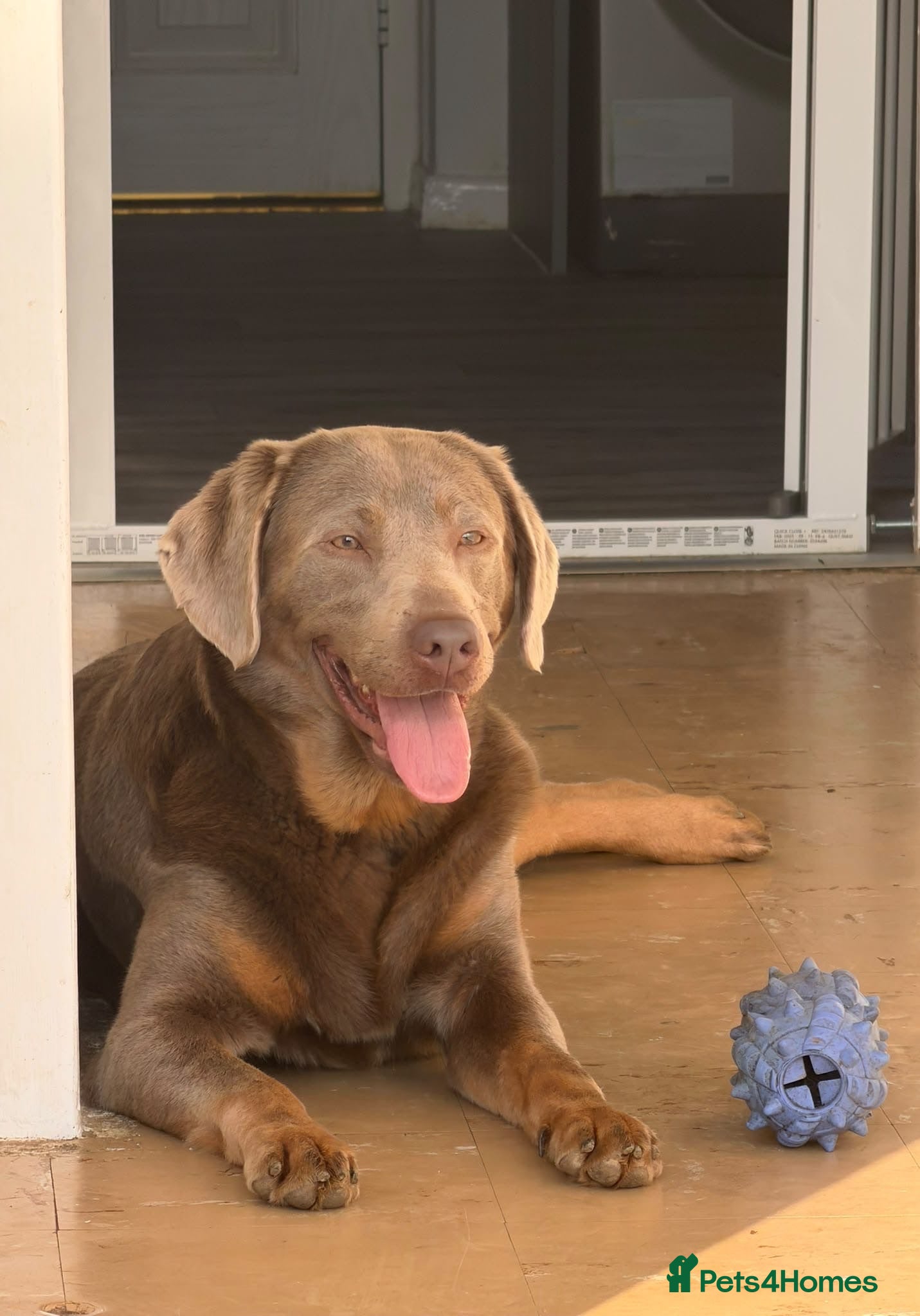 Labrador Retriever dogs Big beautiful chunky Labrador puppies - Advert 2