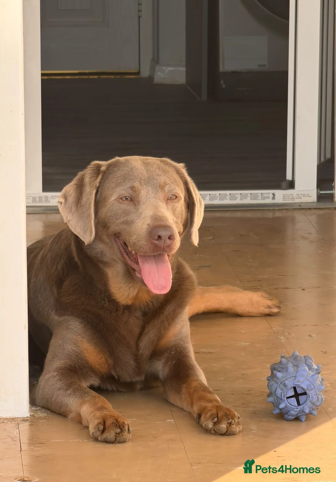 Labrador Retriever dogs for sale: Big beautiful chunky Labrador puppies - Advert 1