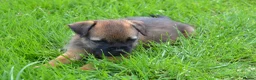 Border Terrier dogs for sale: Border Terrier Puppies - Advert 14