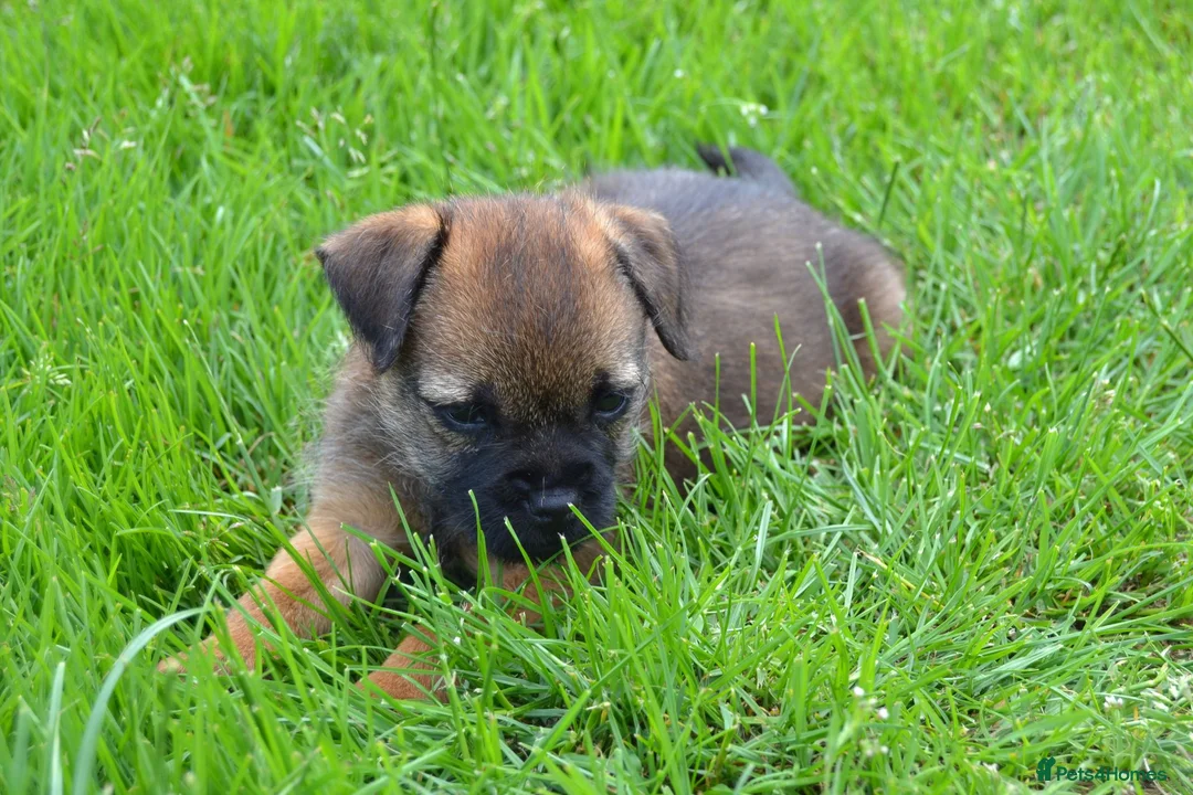 Border Terrier dogs for sale: Border Terrier Puppies - Advert 14