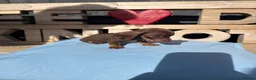 Dachshund dogs for sale: Dutch hound Puppies in Orpington - Advert 10