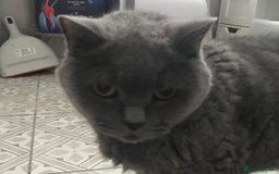 British Shorthair cats for sale: British Shorthair Cat for adoption  - Image 1