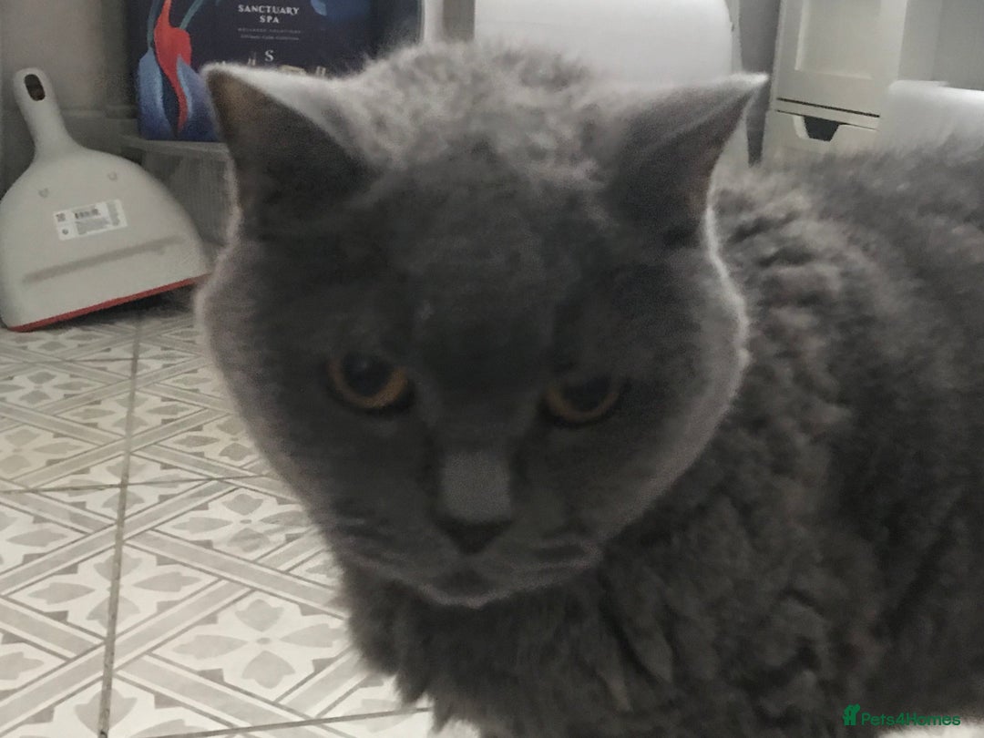 British Shorthair cats for sale: British Shorthair Cat for adoption  - Image 1