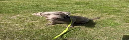 Labrador Retriever dogs for sale: Sliver Labrador.  in London - Advert 3