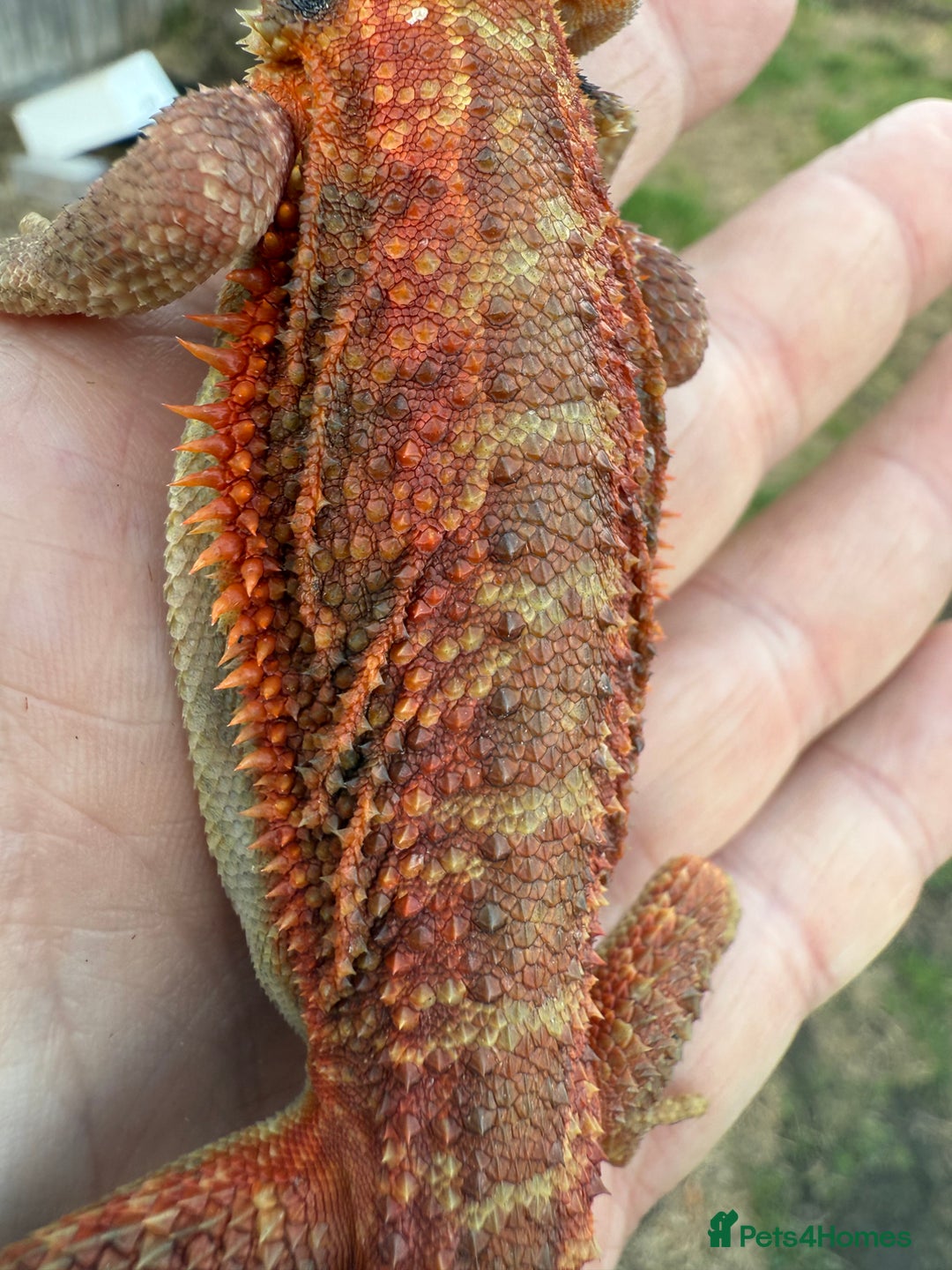 Bearded Dragon reptiles for sale: Bearded Dragon. Red Monster line Tiger Stripe - Image 3