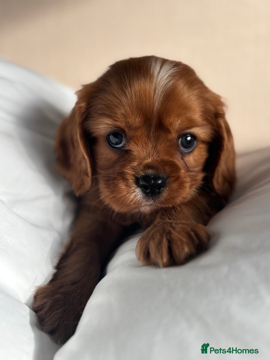 Cavalier King Charles Spaniel dogs for sale: 🐶KC REG, EXTENSIVELY HEALTH TESTED CAVALIER 🐶  - Advert 27