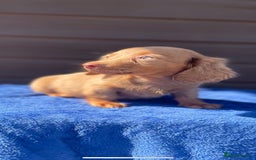 Miniature Dachshund dogs for sale: Long haired miniature Dashshund puppies  - Image 34