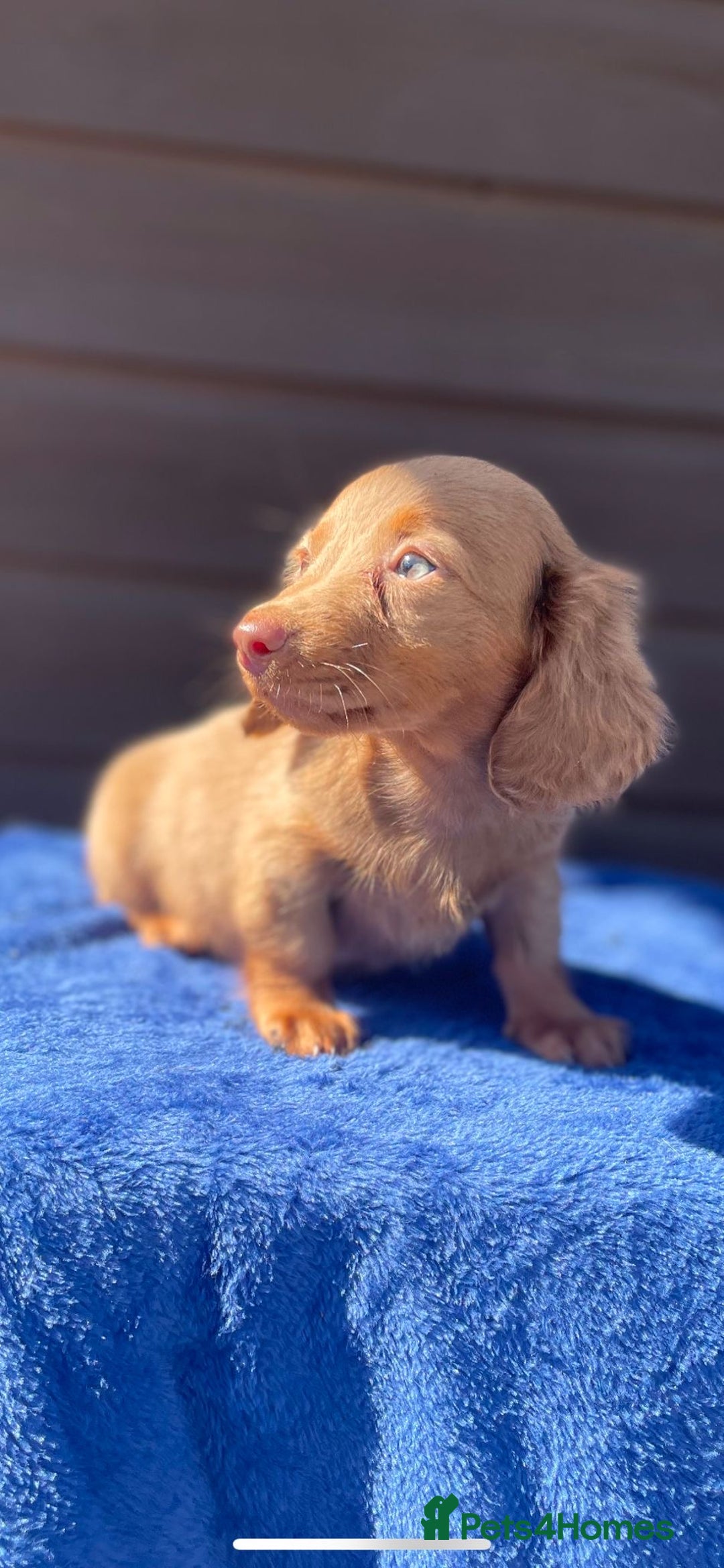 Miniature Dachshund dogs for sale: Long haired miniature Dashshund puppies  - Image 34