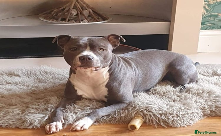 Staffordshire Bull Terrier dogs - Advert 16