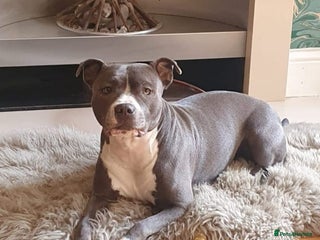 Staffordshire Bull Terrier dogs - Advert 1