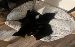 Mixed Breed cats for sale: Black and white kittens looking for loving home  - Image 15