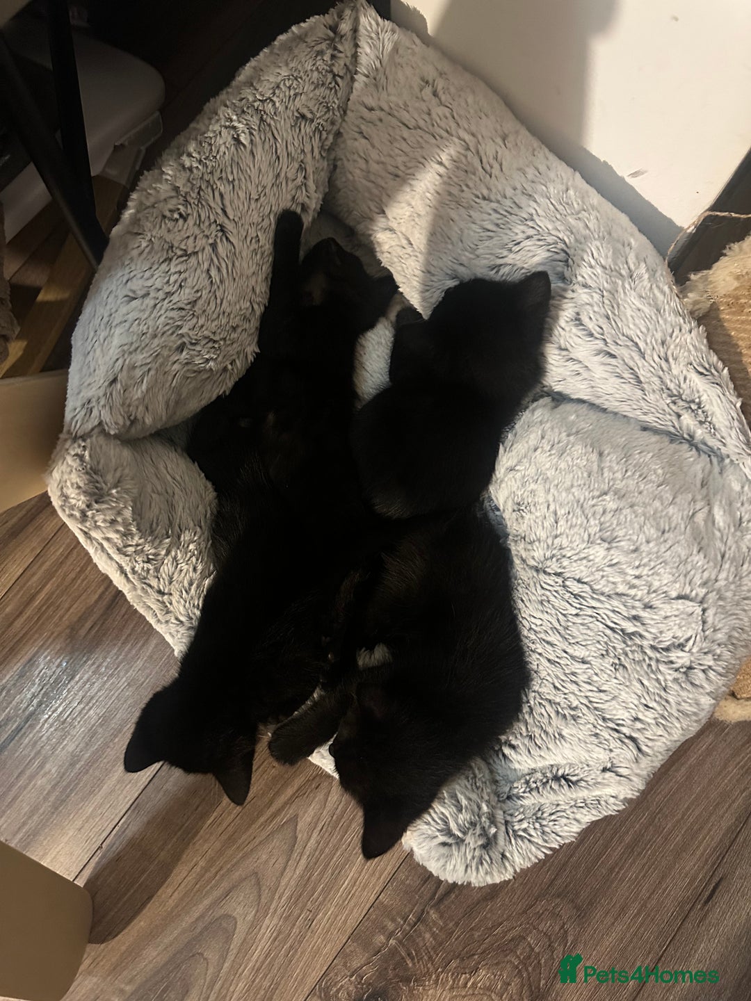 Mixed Breed cats for sale: Black and white kittens looking for loving home  - Image 15