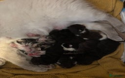 Mixed Breed cats for sale: British shorthair cross kittens - Image 10