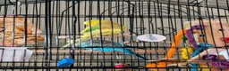 Budgerigars birds for sale: 2 Budgies for rehoming - Advert 4