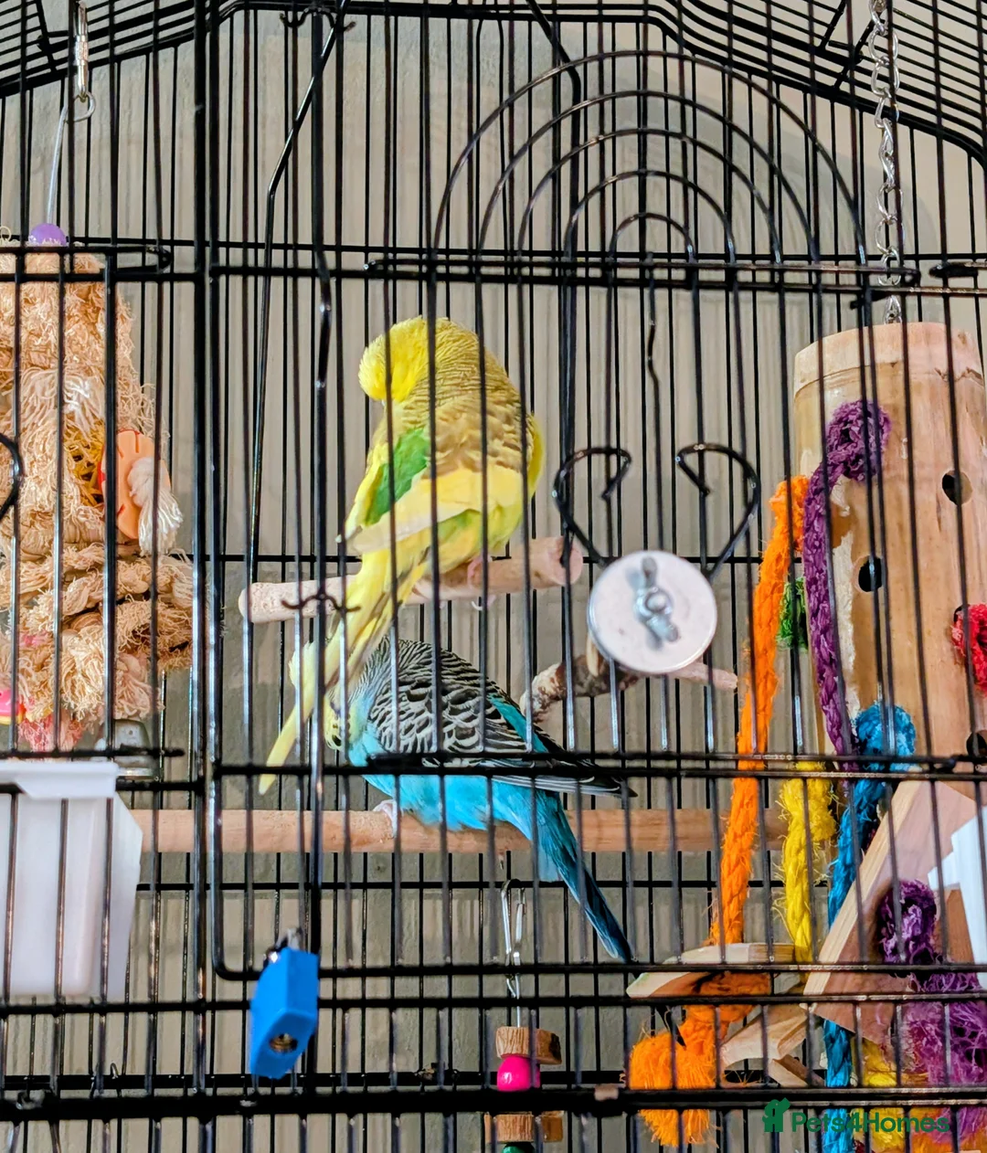 Budgerigars birds for sale: 2 Budgies for rehoming - Advert 4