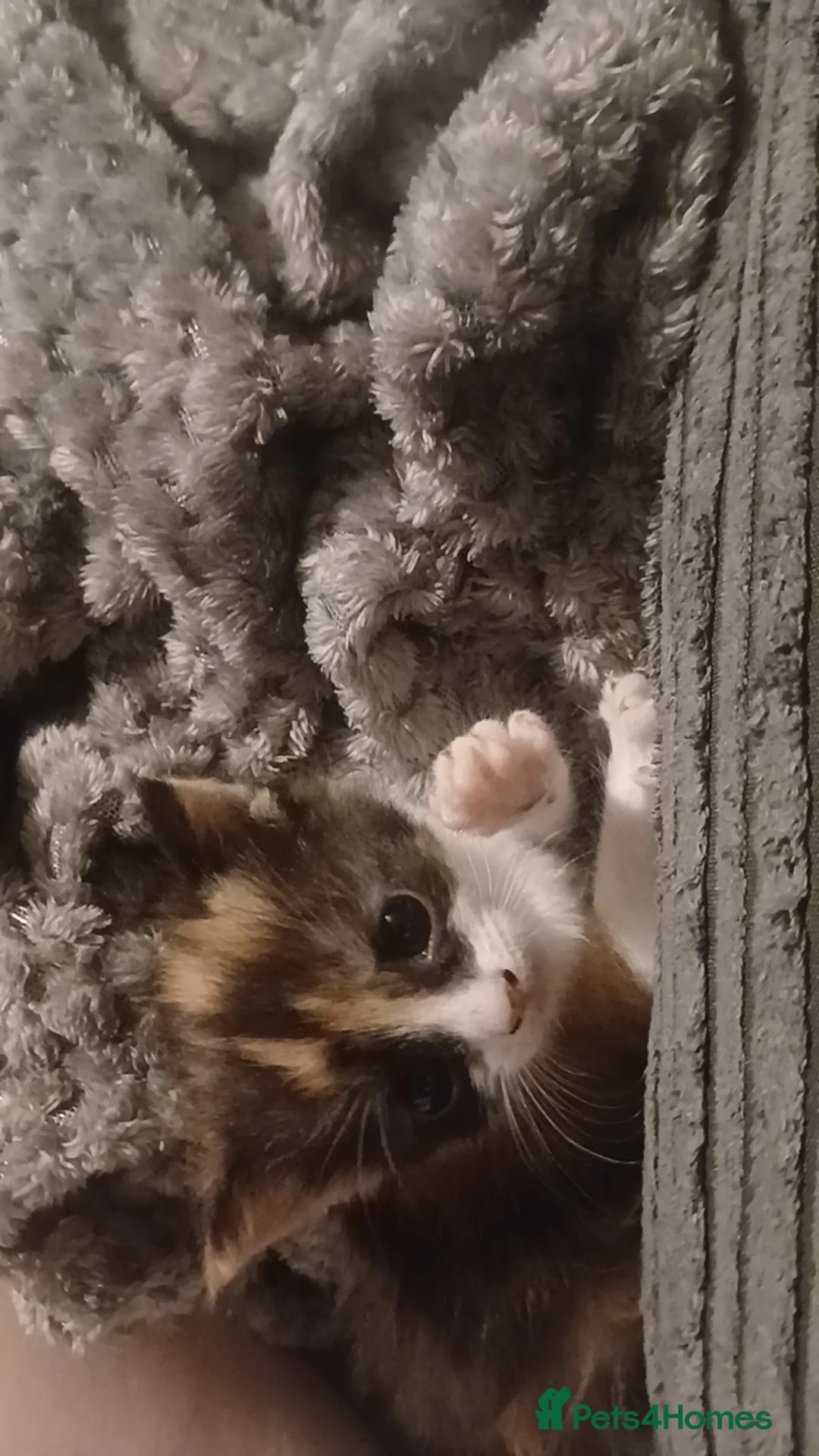 Mixed Breed cats for sale: 2 kittens for sale 100 pounds each - Advert 2