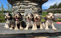 Cocker Spaniel dogs for sale: KC & H/tested Show Cocker Spaniels  - Image 11