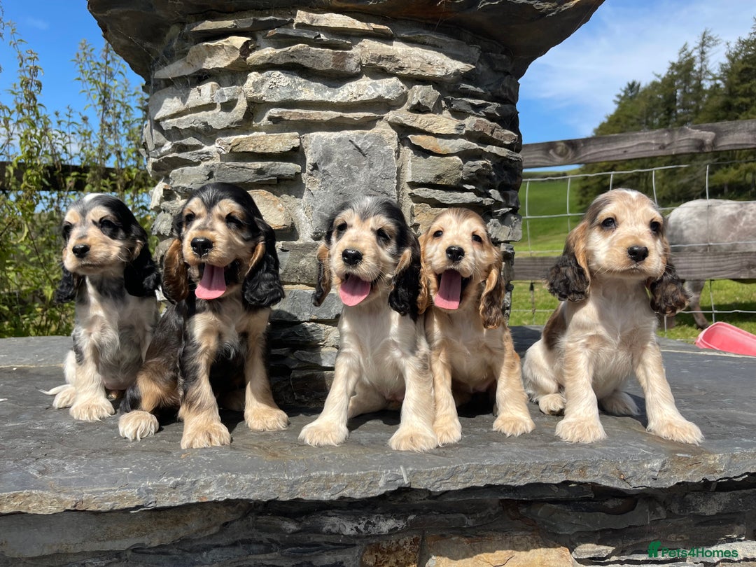 Cocker Spaniel dogs for sale: KC & H/tested Show Cocker Spaniels  - Image 11