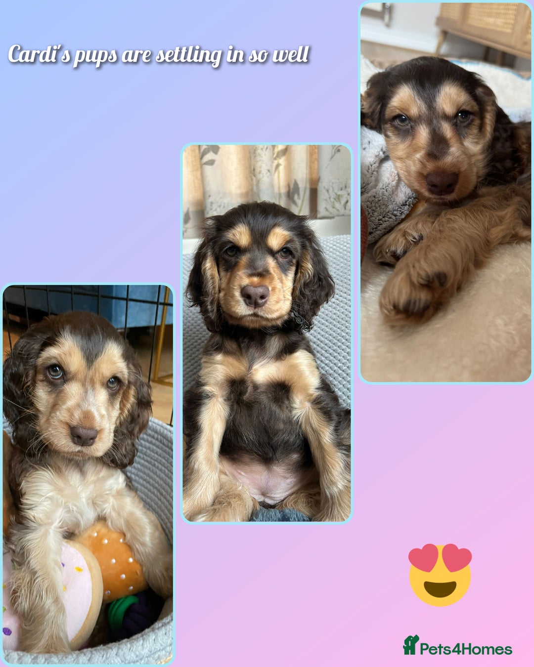 Cocker Spaniel dogs for sale: Champion bloodline sable show cocker puppies  - Image 5