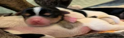 Mixed Breed dogs for sale: Mixed Breed Puppies  in Ashford - Advert 36
