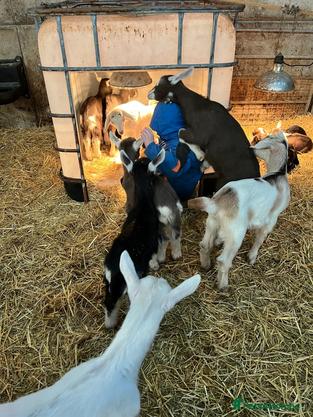 Goats livestock for sale: Bottle fed goat kids  - Advert 7