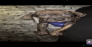 Presa Canario dogs Beautiful presa canario puppies!! - Advert 4