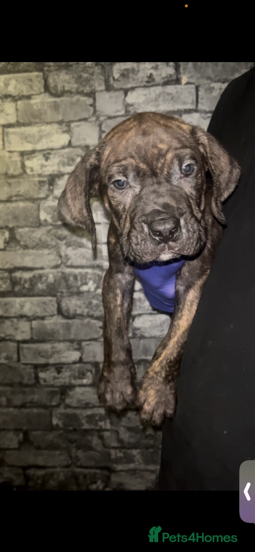 Presa Canario dogs for sale: Beautiful presa canario puppies!! - Advert 2