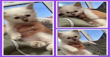 Ragdoll cats - Advert 3