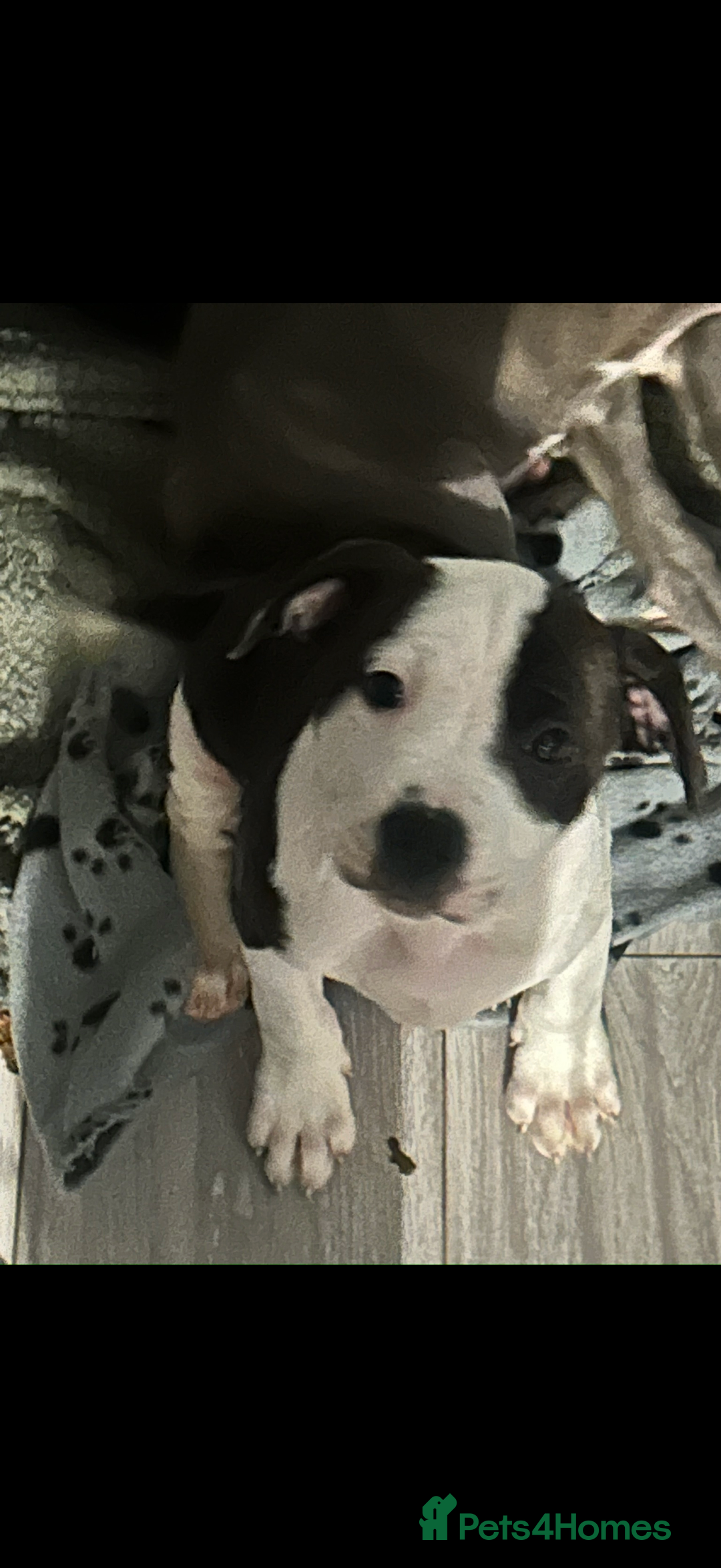 Staffordshire Bull Terrier dogs for sale: Beautiful Staffordshire bull terrier puppies  - Advert 2