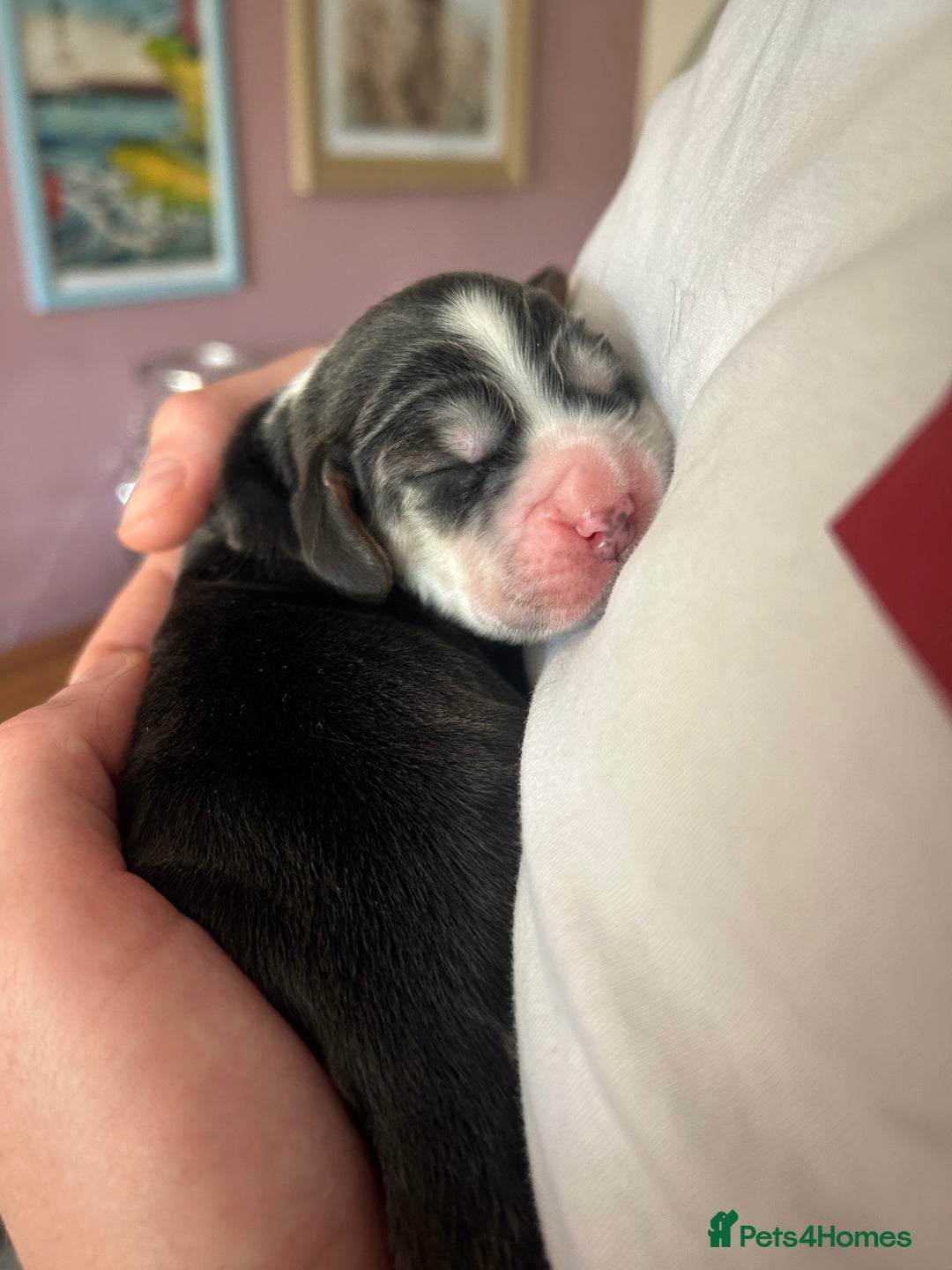 Cocker Spaniel dogs for sale: Gorgeous Cocker Spaniel Puppies - Image 25