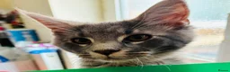 Maine Coon cats for sale: Pure bred Maine Coon kittens - Advert 6