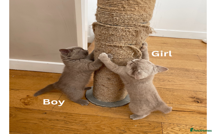 British Shorthair cats British Shorthair, Ready to be rehomed - Advert 1