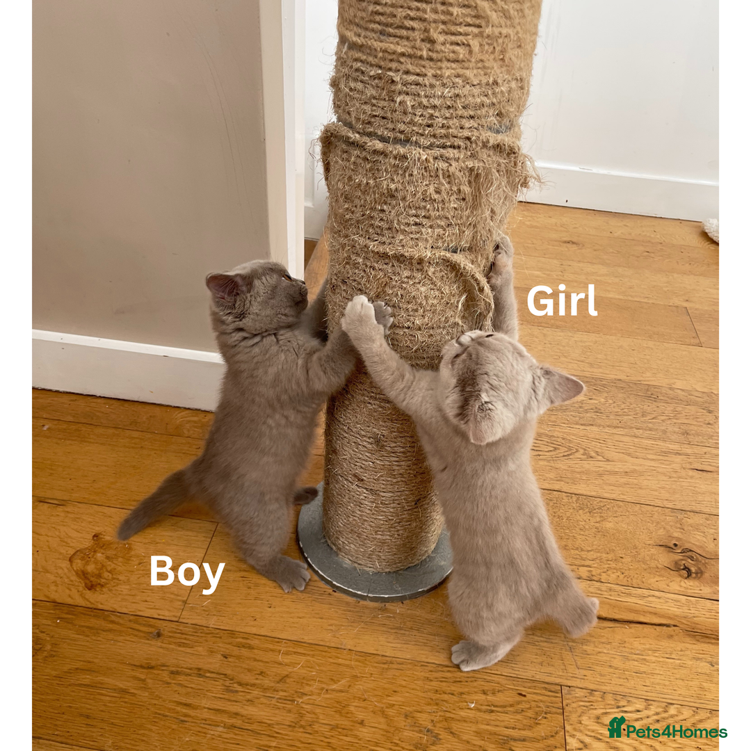 British Shorthair cats for sale: British Shorthair, Ready to be rehomed - Advert 10