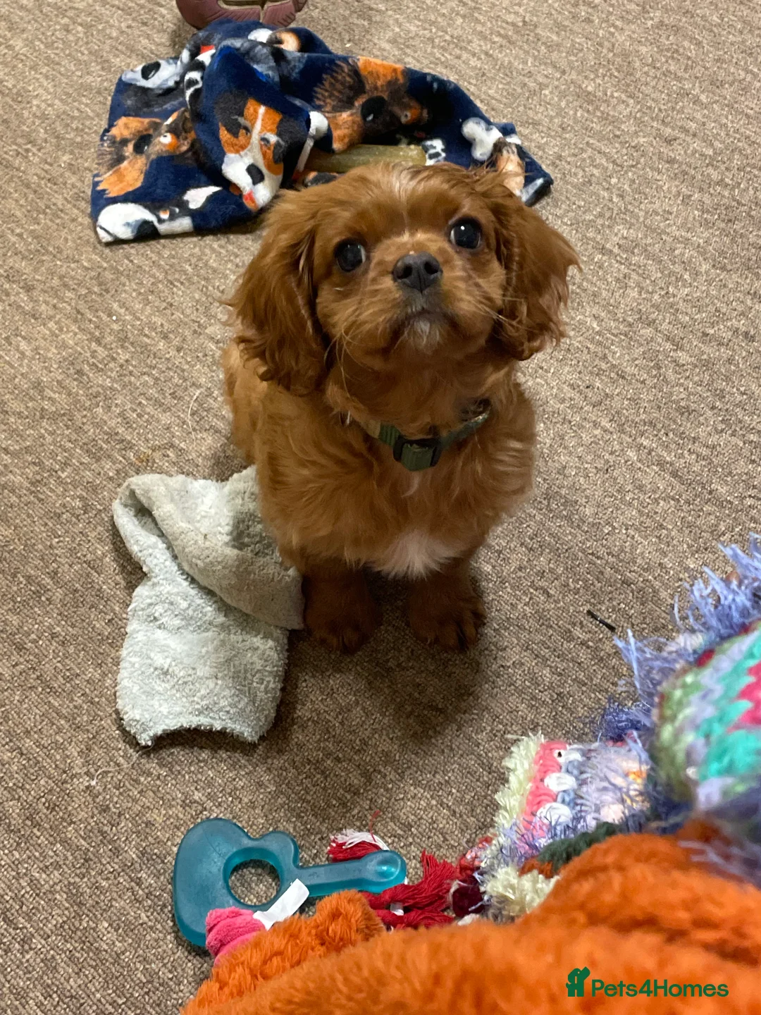 Cavalier King Charles Spaniel dogs for sale: Cavalier King Charles spaniel  in Coleford - Advert 1