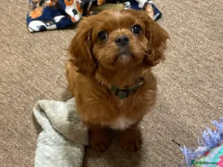 Cavalier King Charles Spaniel dogs Cavalier King Charles spaniel in Coleford - Advert 1