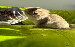 British Longhair cats for sale: British Longhair Kitten for sale  - Image 15