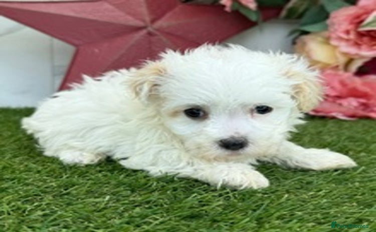 Havanese dogs - Advert 1