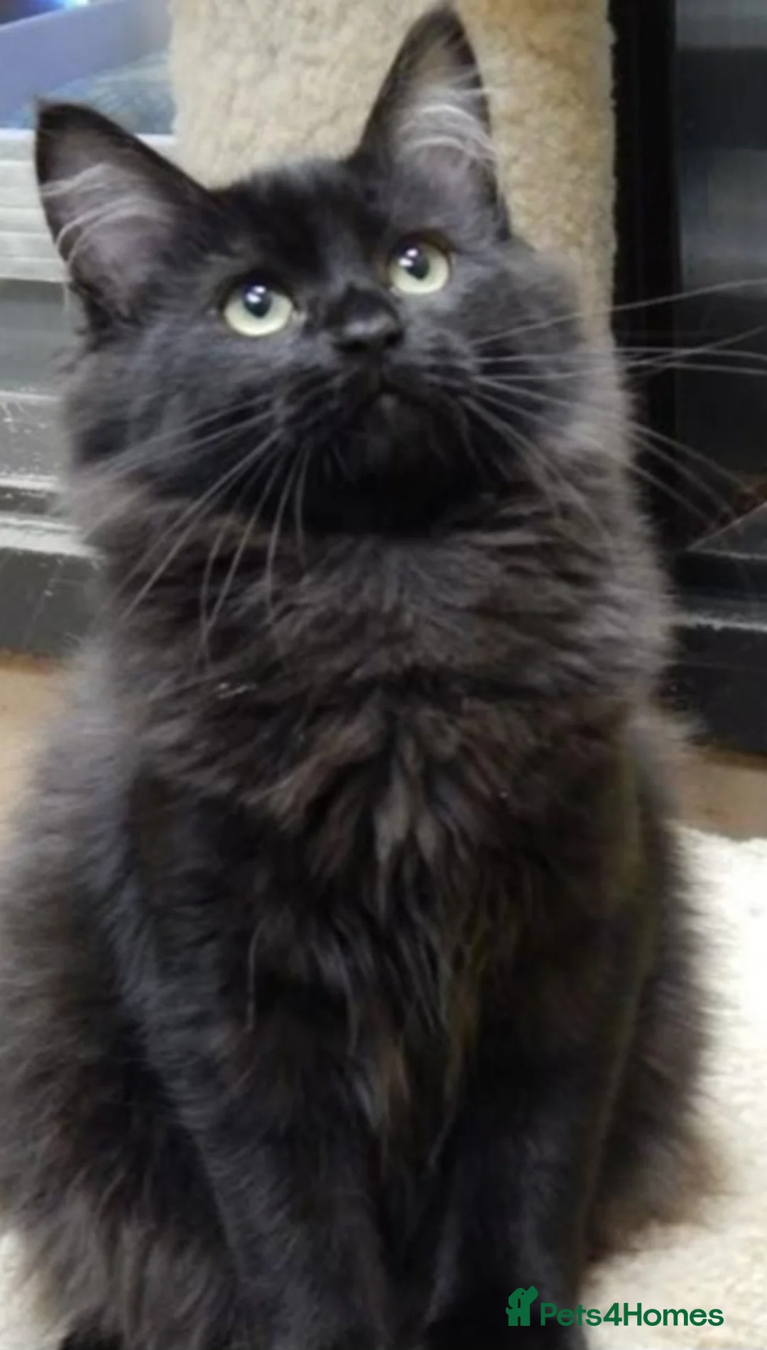 British Longhair cats for sale: British long hair kitten  - Advert 2