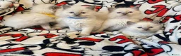 Ragdoll cats for sale: Fluff & Freedom — Easy-Going Ragdoll Kittens in Bradford - Advert 2