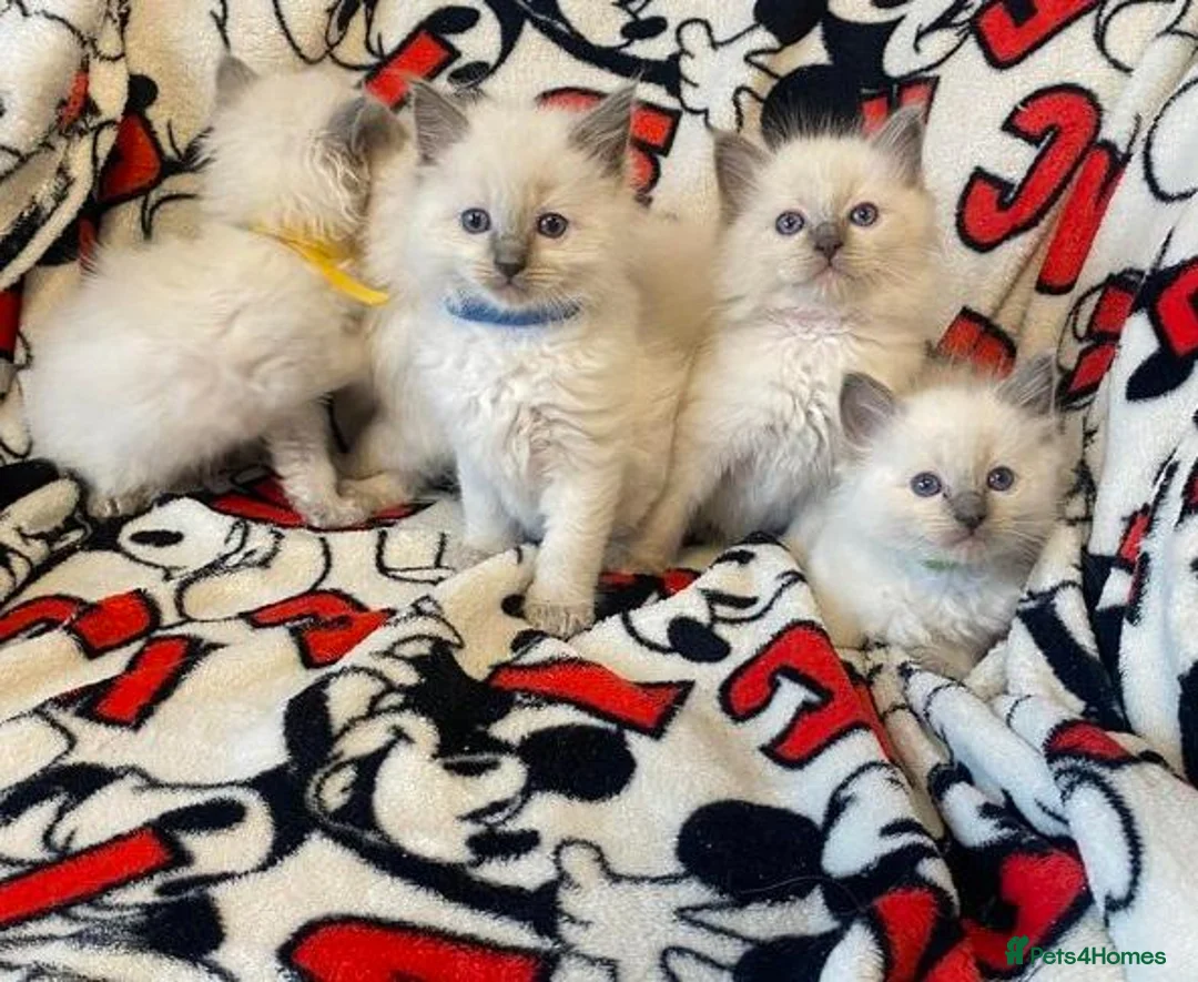 Ragdoll cats for sale: Fluff & Freedom — Easy-Going Ragdoll Kittens in Bradford - Advert 2