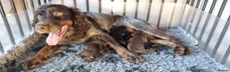Cocker Spaniel dogs for sale: Gorgeous Cocker Spaniels - Advert 19