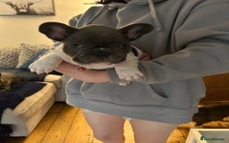 French Bulldog dogs for sale: ✨ REDUCED! STUNNING FRENCHIES LILAC TAN PIED 😍 - Image 13