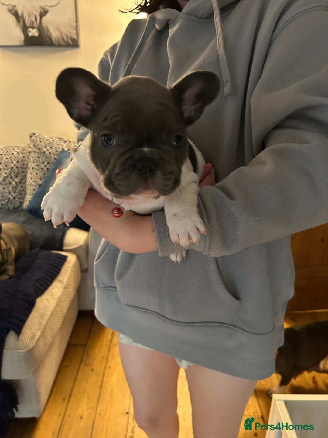 French Bulldog dogs for sale: ✨ REDUCED! STUNNING FRENCHIES LILAC TAN PIED 😍 - Image 13