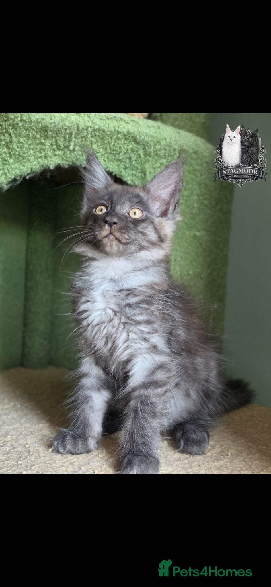 Maine Coon cats 2 Beautiful TICA Registered Maine Coon Kittens - Advert 2
