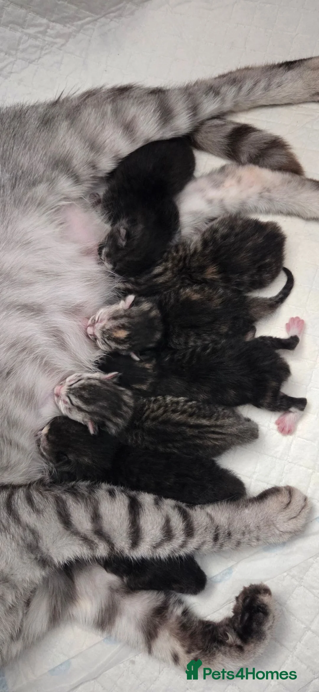 Bengal cats for sale: Bengal kittens - Advert 4