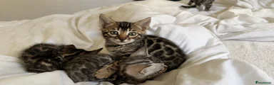 Bengal Kitten 1