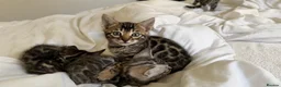 Bengal cats for sale: BENGAL 🔥 KITTENS TICA REGISTERED  - Advert 37