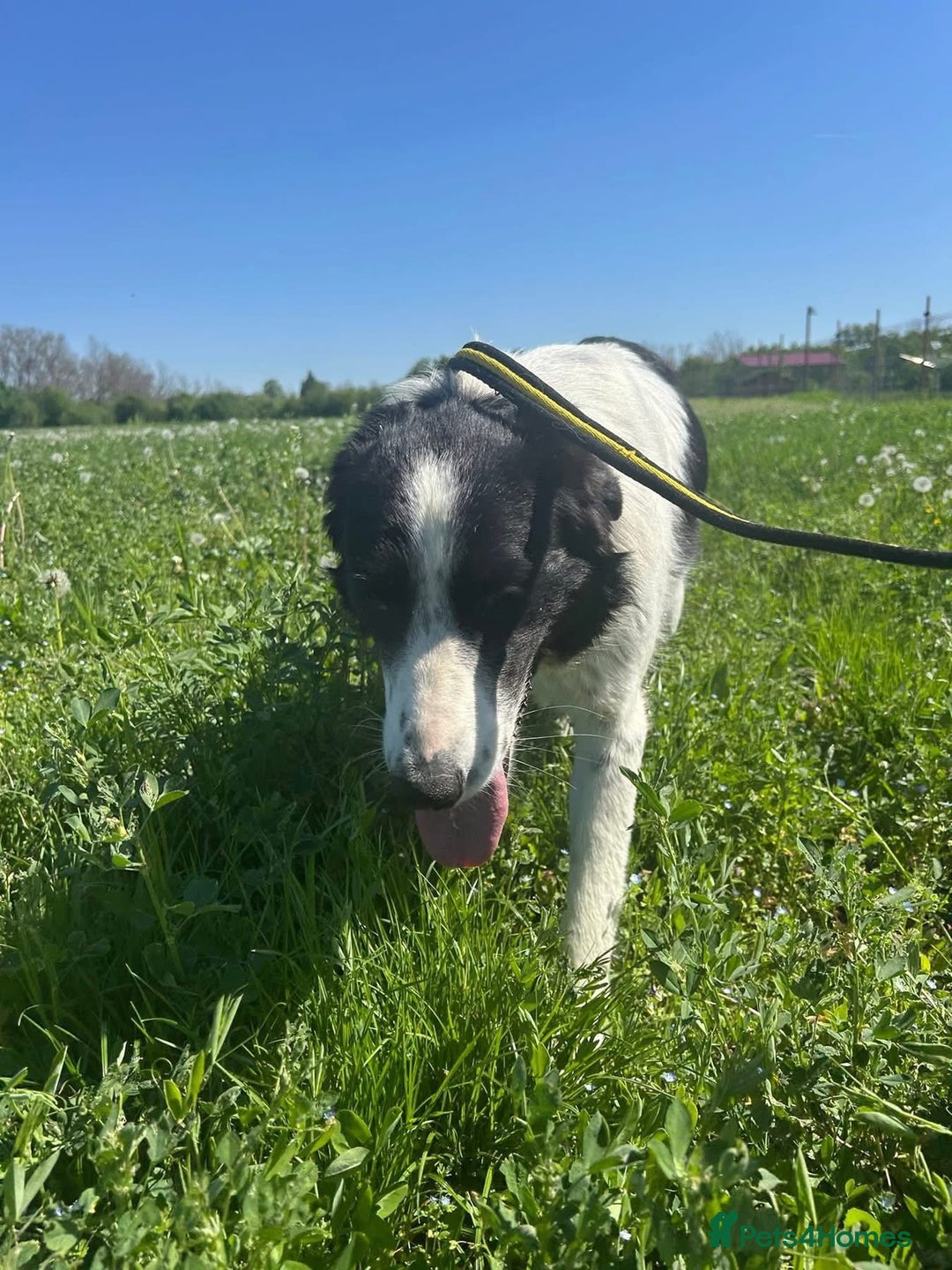 Mixed Breed dogs for adoption: Hope - Norwich Norfolk  - Image 4