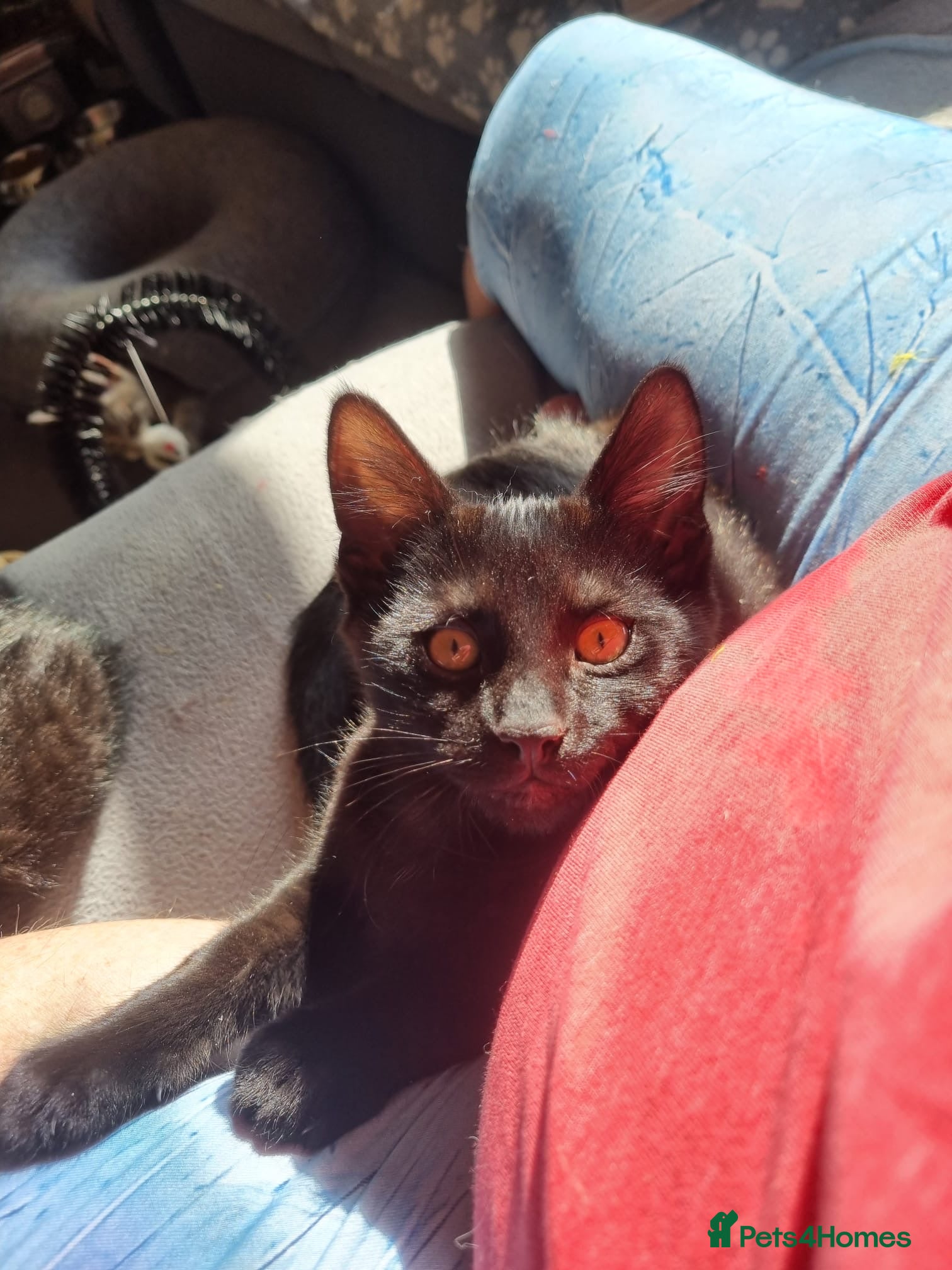 Domestic Shorthair cats Marmite & Alberto - Adopt Cats in Crisis East Ldn - Advert 1