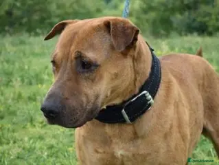 Mixed Breed dogs NO FEE FOR FOSTER 🚨 ‼️ 🆘 - Advert 17